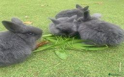 Mini Lop rabbits for sale: Beautiful mini lop bunnies 😍🐰 - Image 2