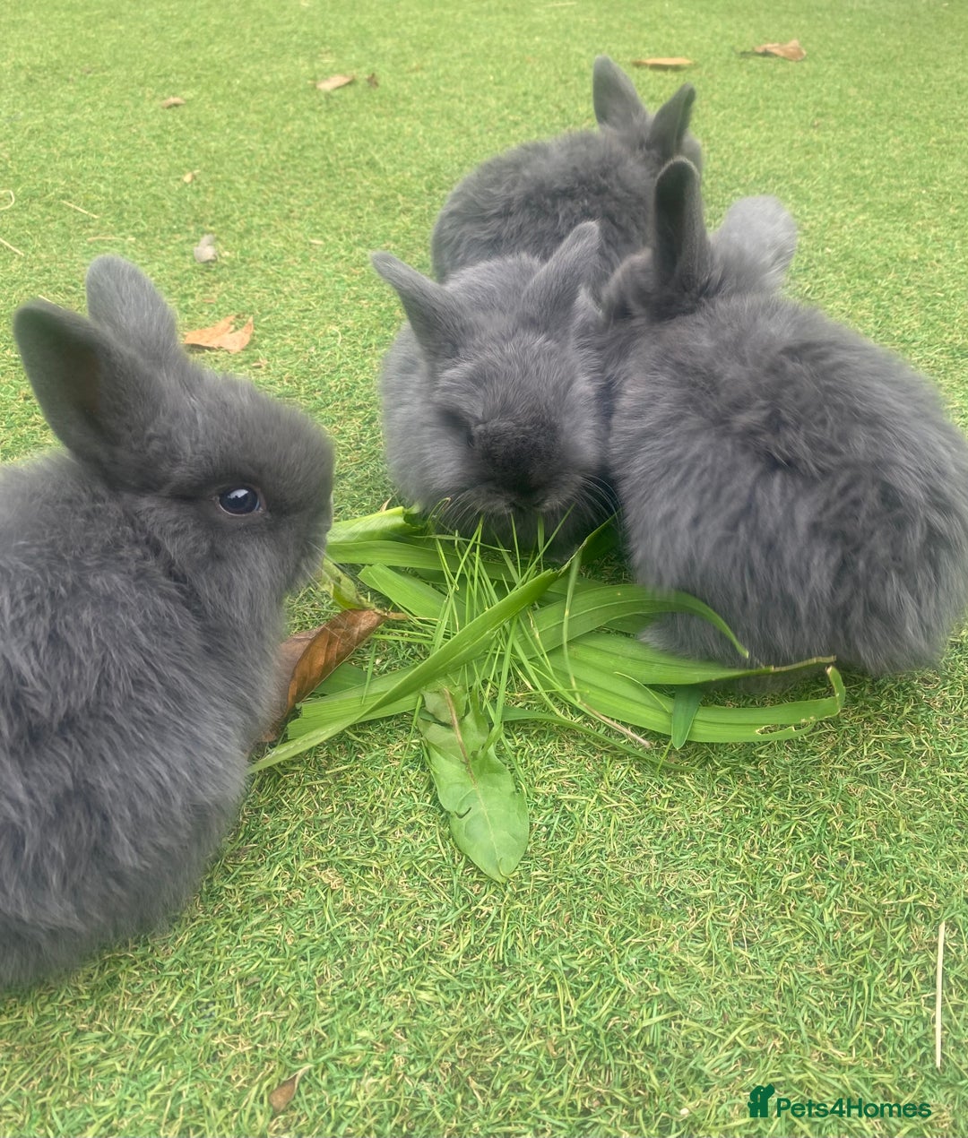 Mini Lop rabbits for sale: Beautiful mini lop bunnies 😍🐰 - Image 2