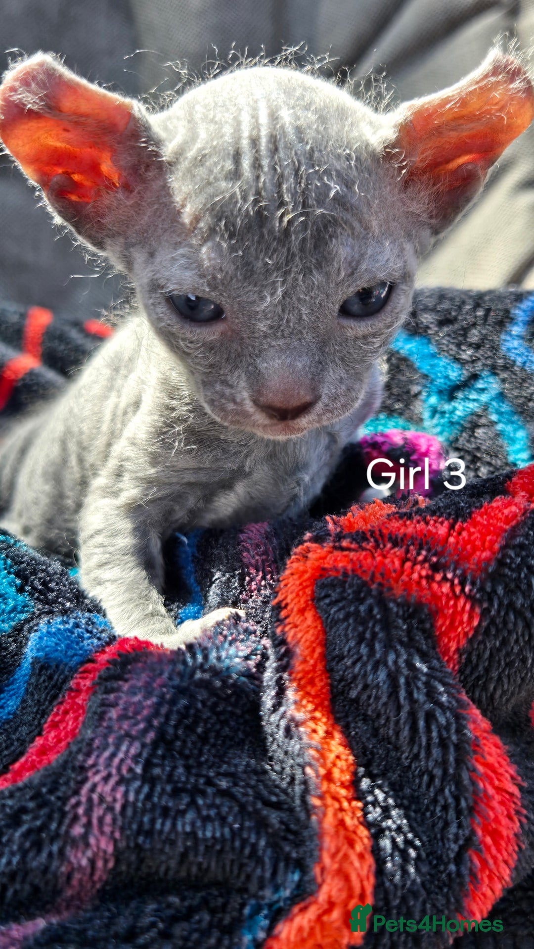 Sphynx cats for sale: Elf Sphynx Kittens  - Image 15