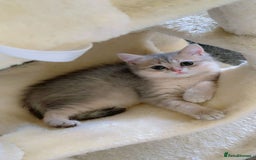 British Shorthair cats for sale: BSH beautiful kittens for sale  in Wigston - Image 1
