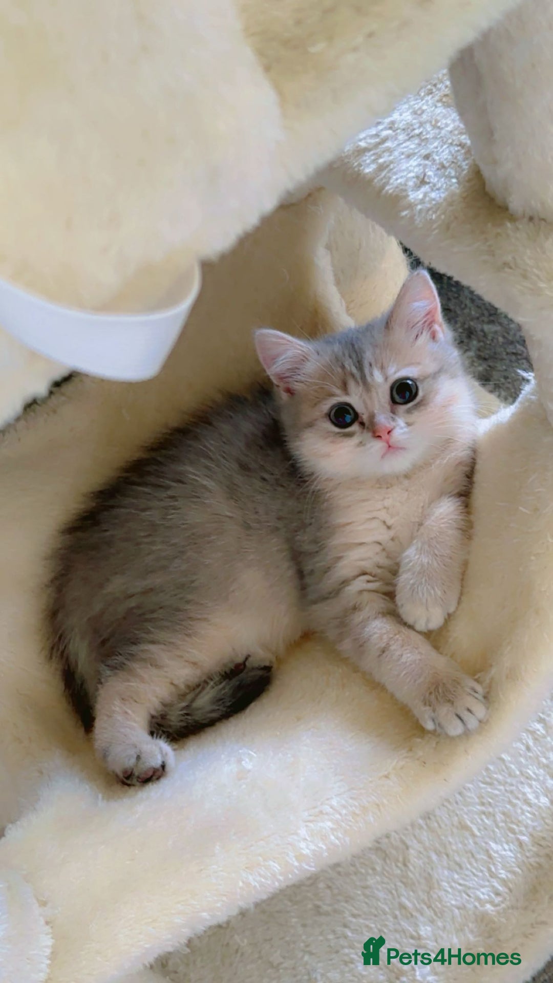 British Shorthair cats for sale: BSH beautiful kittens for sale  in Wigston - Image 1