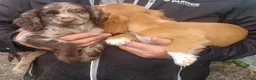 Cocker Spaniel dogs for sale: STUNNING COCKER SPANIEL PUPS  - Advert 3