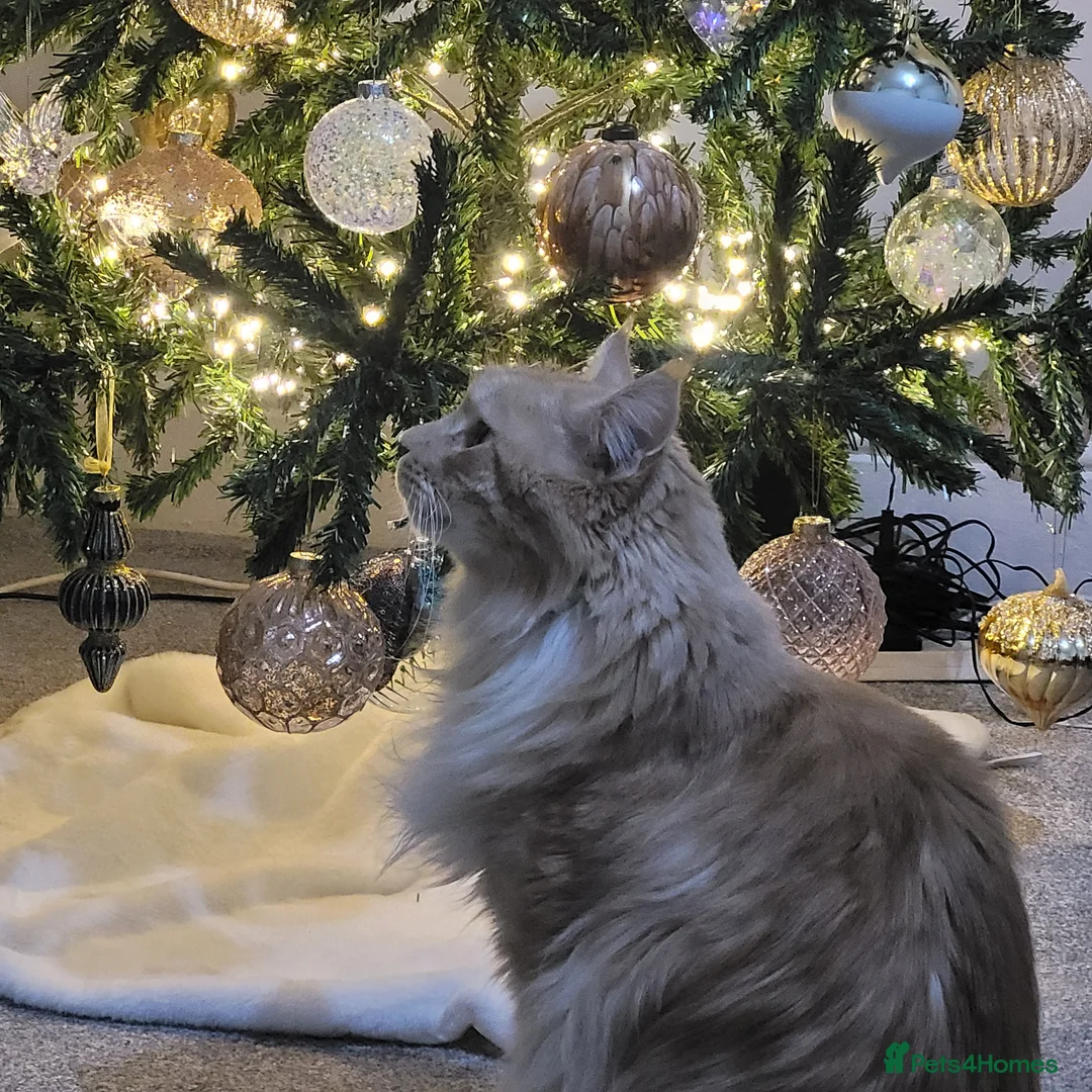 Maine Coon cats for sale: Seeking a loving forever home - Advert 2