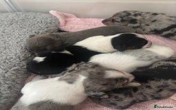 Mixed Breed dogs for sale: Unique mixed breed - Image 2