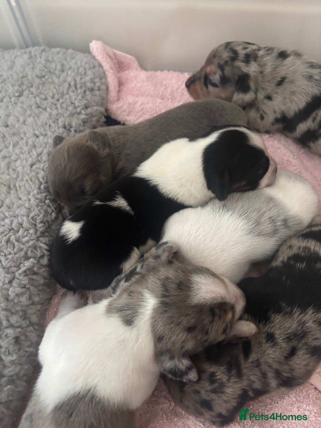 Mixed Breed dogs for sale: Unique mixed breed - Image 2