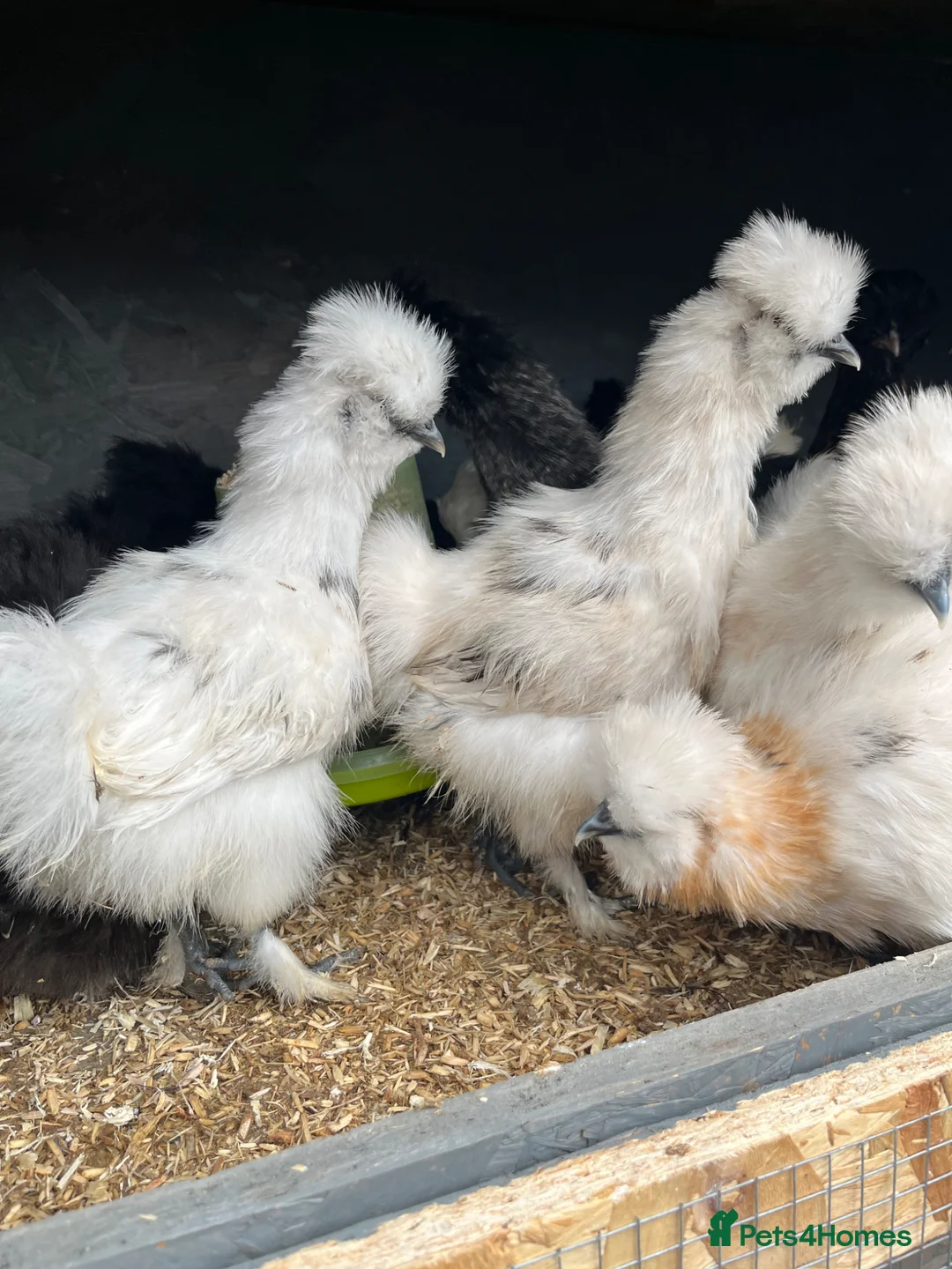 Mixed Breed poultry for sale: Chicks, turkeys, Brahma, silkie, cross, polish  - Advert 21