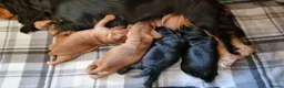 Cocker Spaniel dogs for sale: 🐾 Show Type Cocker Spaniel Boys – 2 Available - Advert 10