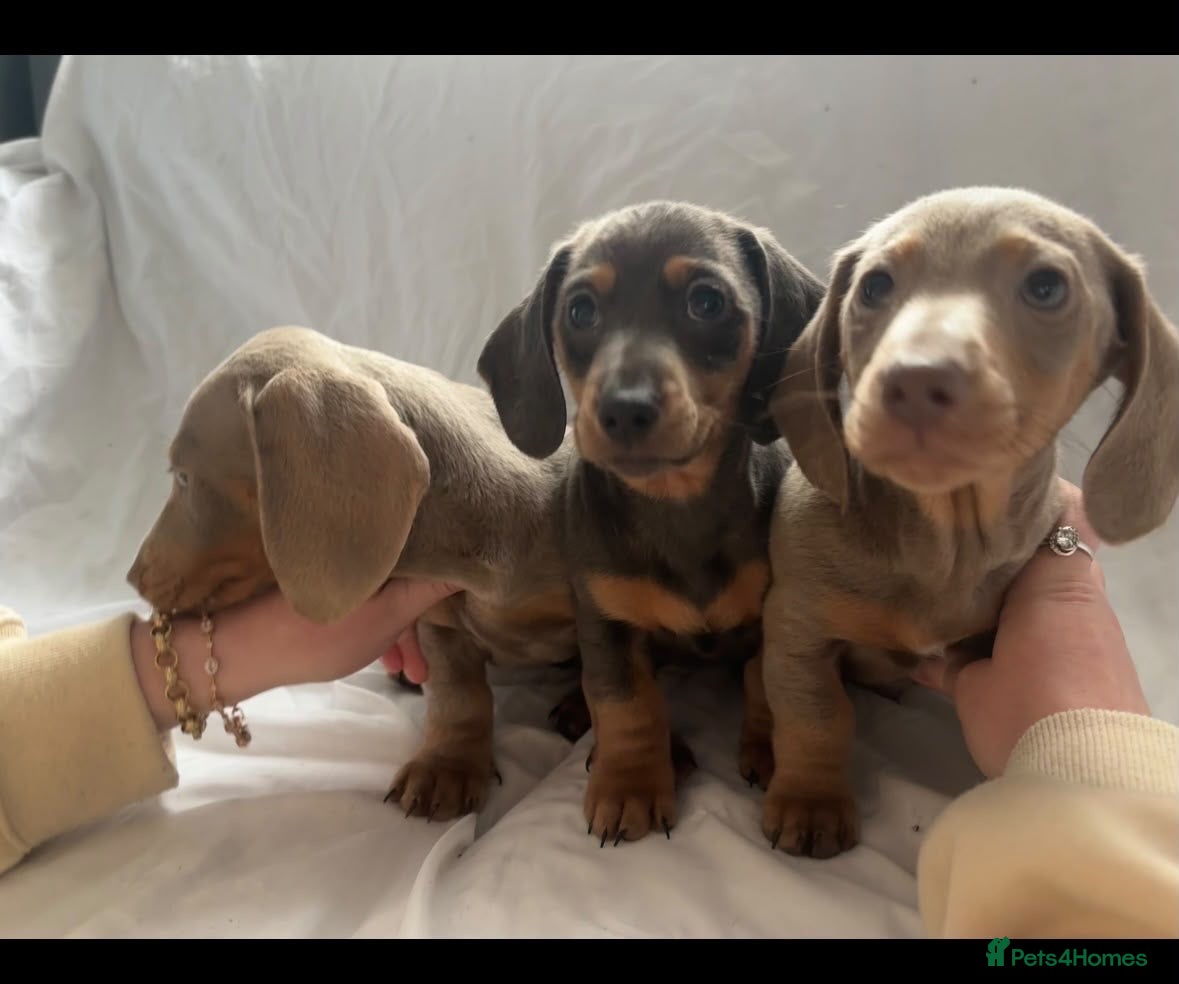 Dachshund dogs for sale: Pure breed miniature dachshund  - Advert 2