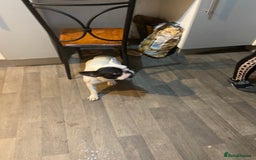 French Bulldog dogs for sale: Mr alin - Image 3