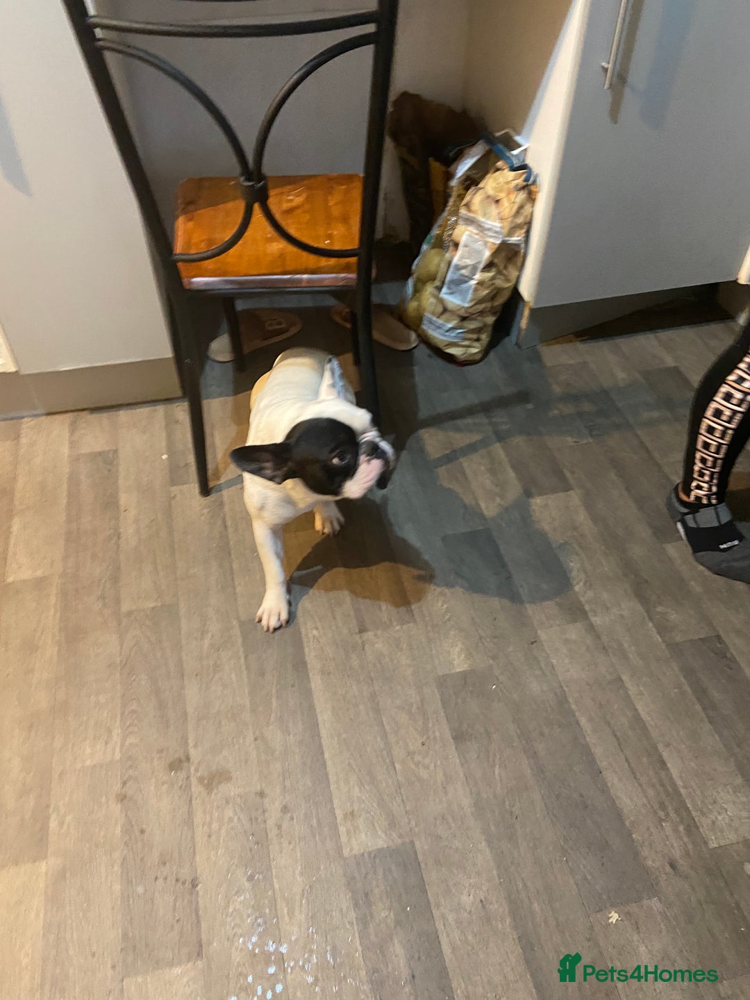 French Bulldog dogs for sale: Mr alin - Image 3