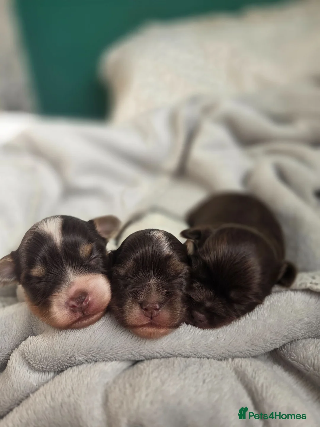 Yorkshire Terrier dogs for sale: Yorkshire terrier puppies in Boston - Advert 1