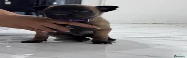 Belgian Shepherd Dog Puppy 8