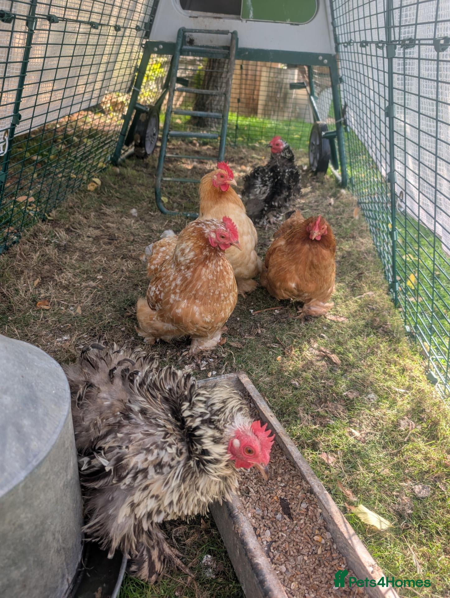 Chickens poultry Chickens pekin bantam and goldline  - Advert 3