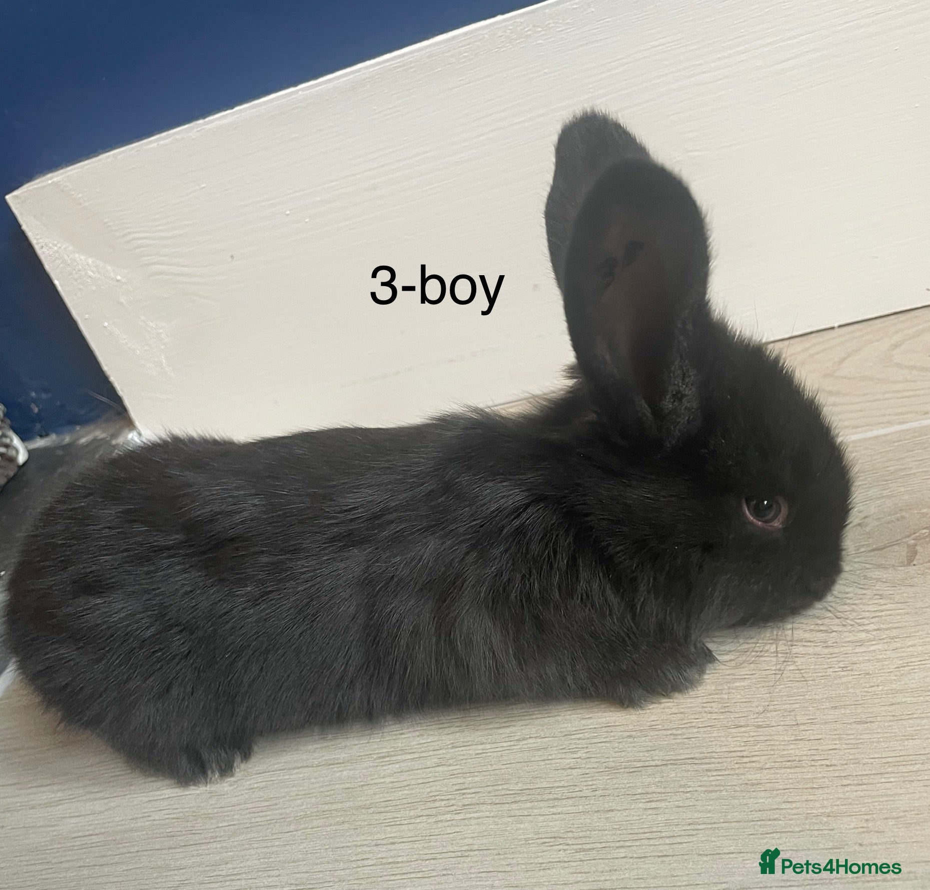 Continental Giant rabbits 💙4 week old pure bred continental giant 💙 - Advert 1