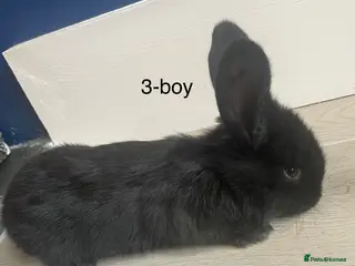 Continental Giant rabbits 💙4 week old pure bred continental giant 💙 - Advert 1