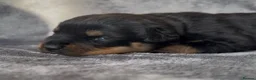 Rottweiler dogs for sale: Two puppies left available  - Advert 40