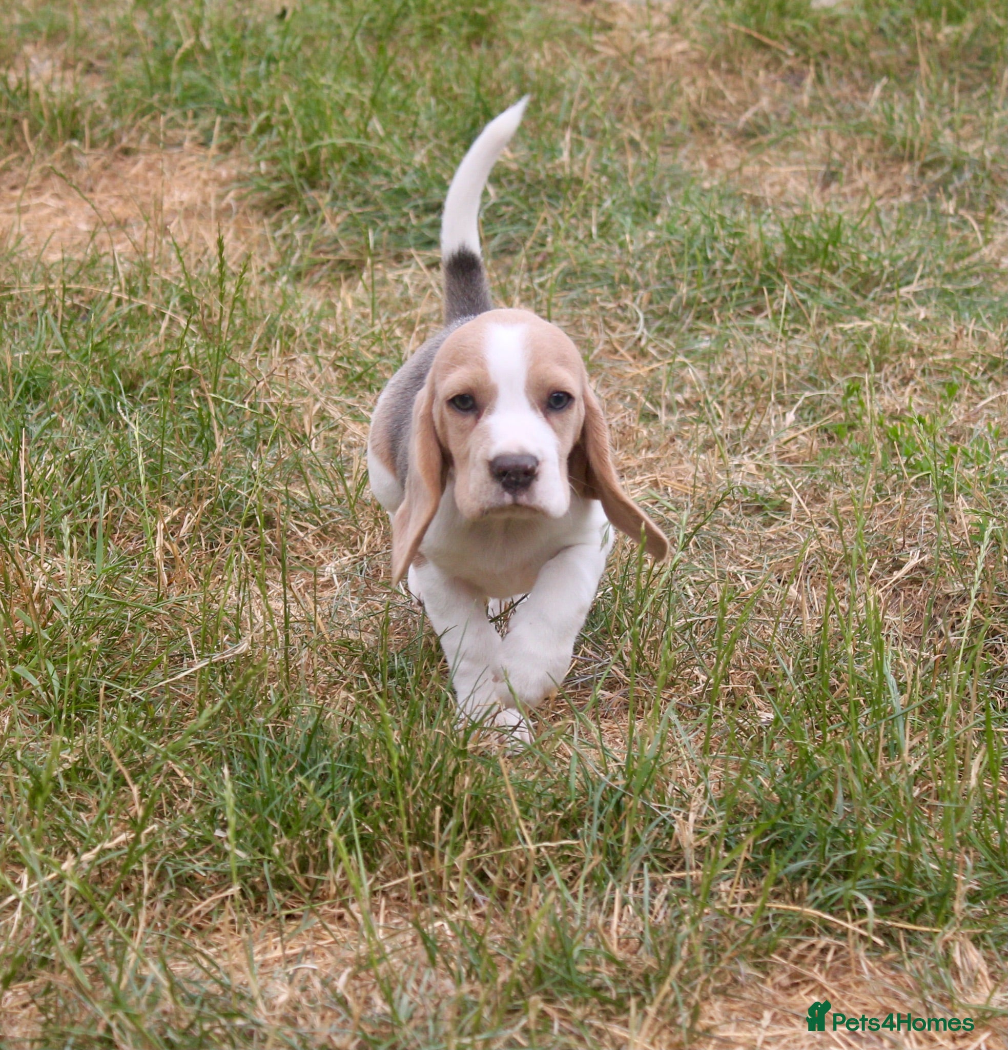 Beagle dogs READY NOW STUNNING KENNEL CLUB REG BEAGLE PUPPIES - Advert 1