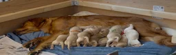 Golden Retriever dogs for sale: KC Registered Golden Retriever Puppies  - Advert 13