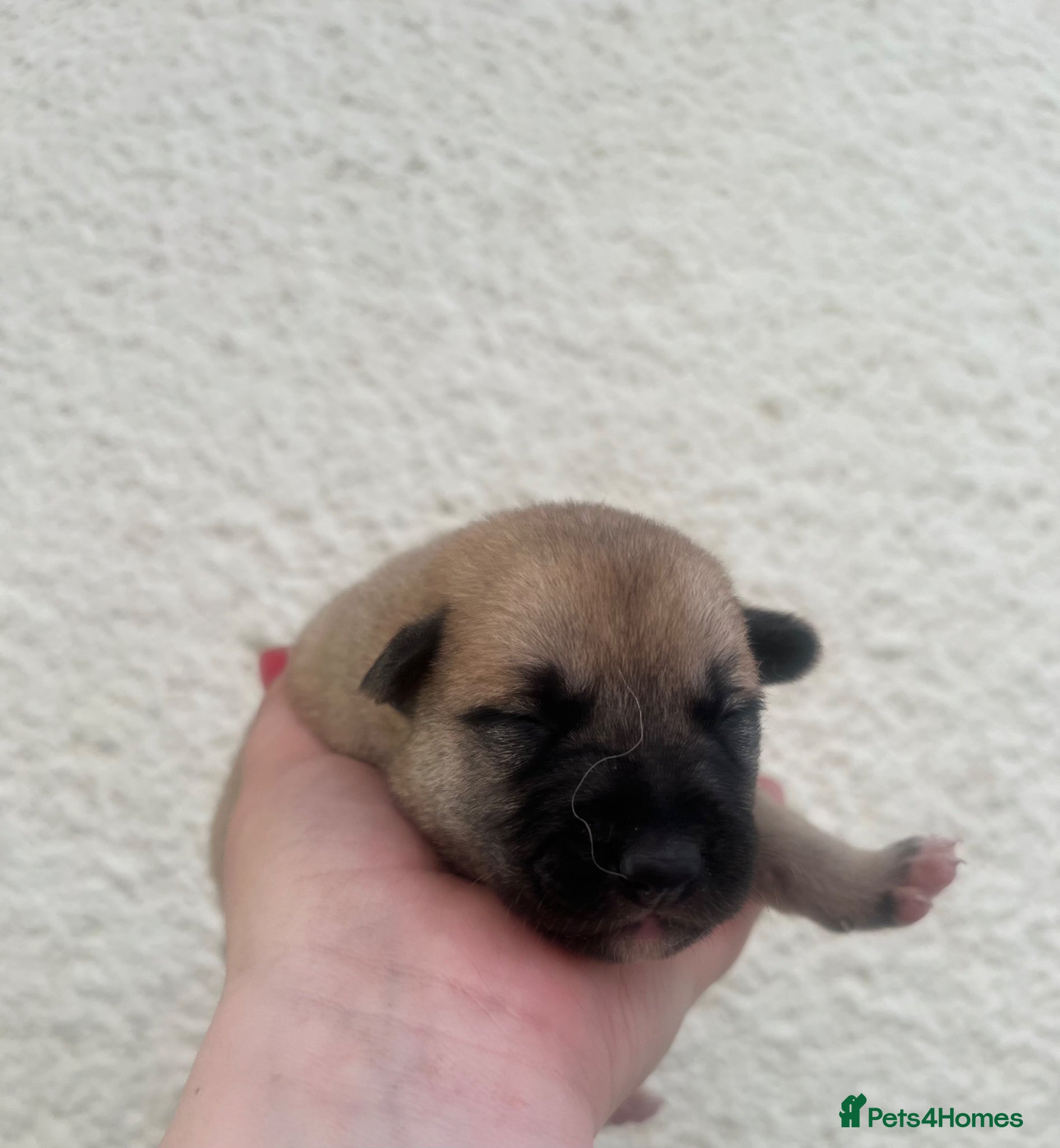 Mixed Breed dogs for sale: 7 beautiful Malkita x puppies with unique colours  - Advert 7