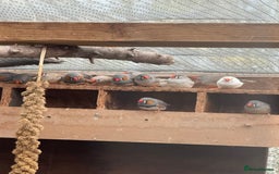 Finches birds for sale: Zebra finch for sale  - Image 2