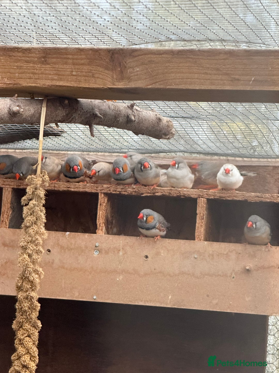 Finches birds for sale: Zebra finch for sale  - Image 2