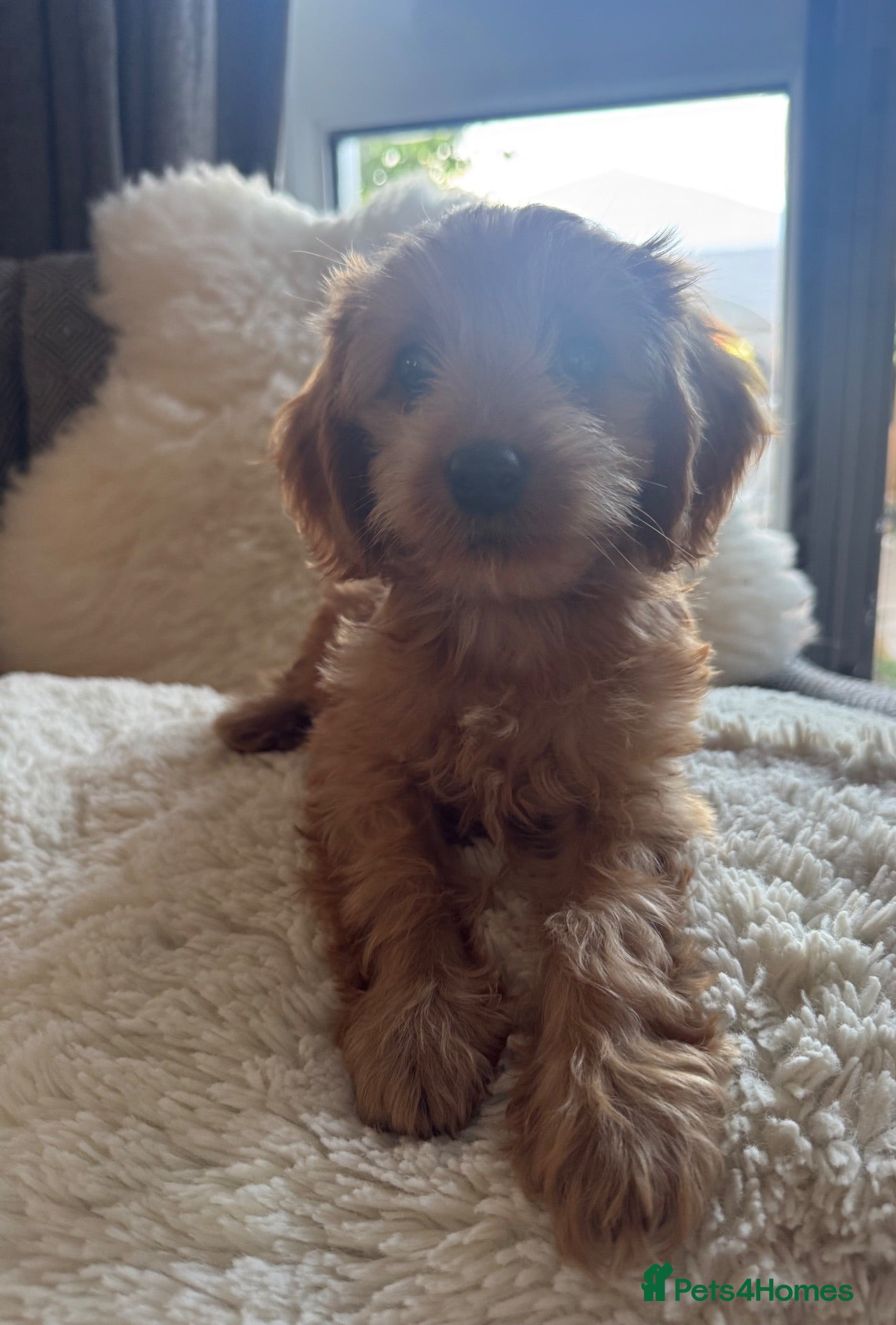 Cavapoo dogs Beautiful Cavapoo Puppy 🐾  - Advert 3