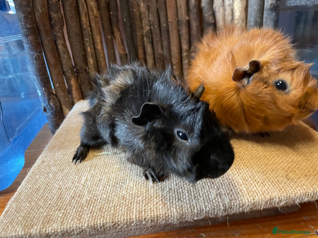 Guinea Pig rodents for sale: Beautiful baby Abyssinian Guinea Pigs - Advert 13