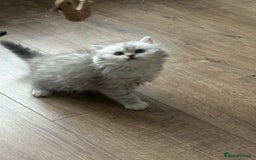 British Longhair cats for sale: Stunning fluffy Maine coon x british longhair  - Image 31