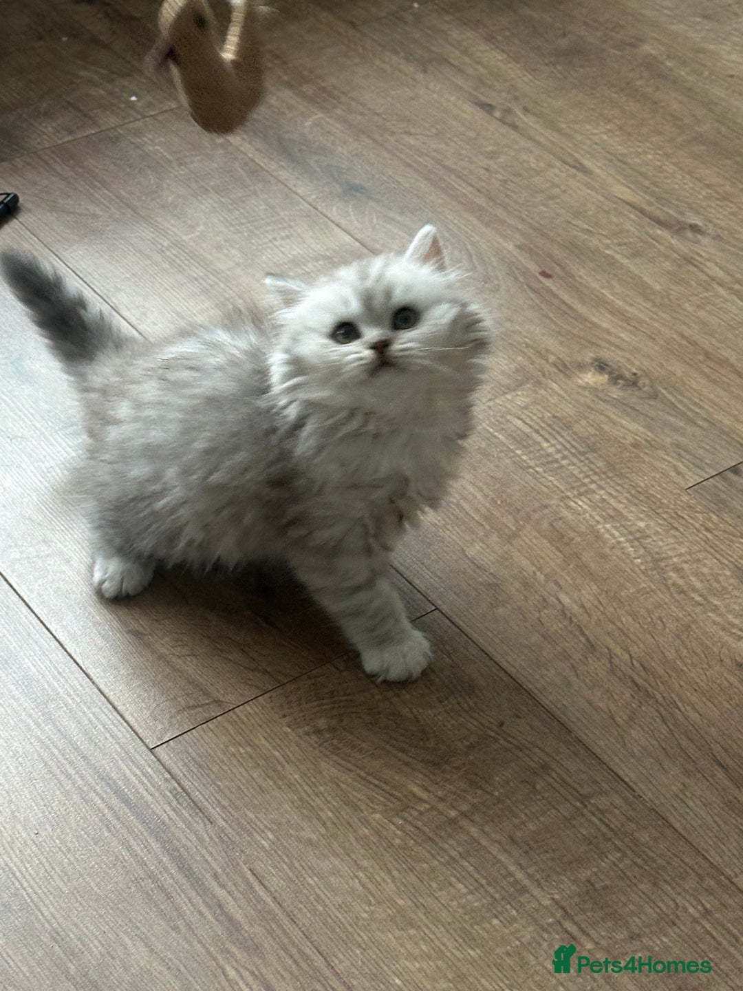 British Longhair cats for sale: Stunning fluffy Maine coon x british longhair  - Image 31