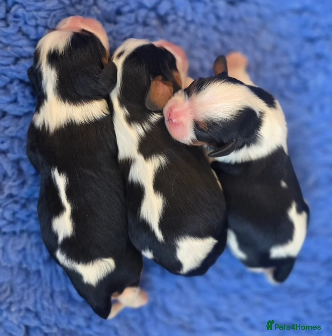 Cavalier King Charles Spaniel dogs for sale: KC Cavalier King Charles puppies - Advert 2