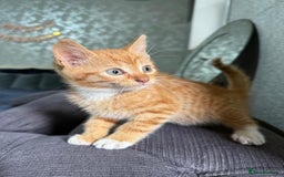 Mixed Breed cats for sale: 4 stunning kittens for sale - Image 3