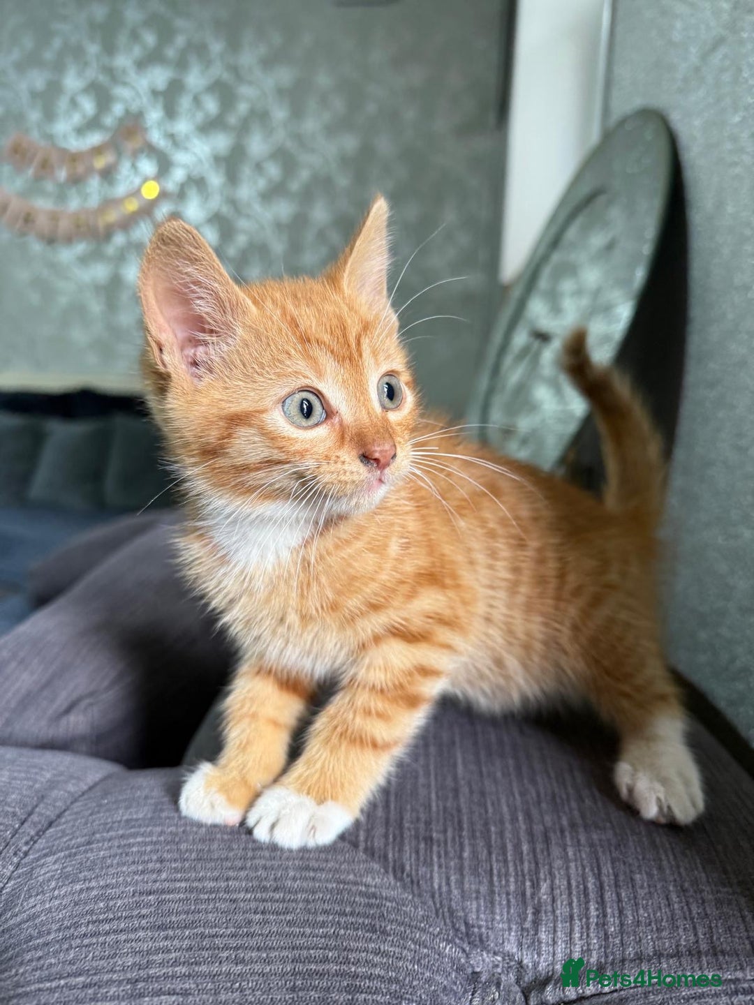 Mixed Breed cats for sale: 4 stunning kittens for sale - Image 3