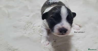 Mixed Breed dogs - Advert 1