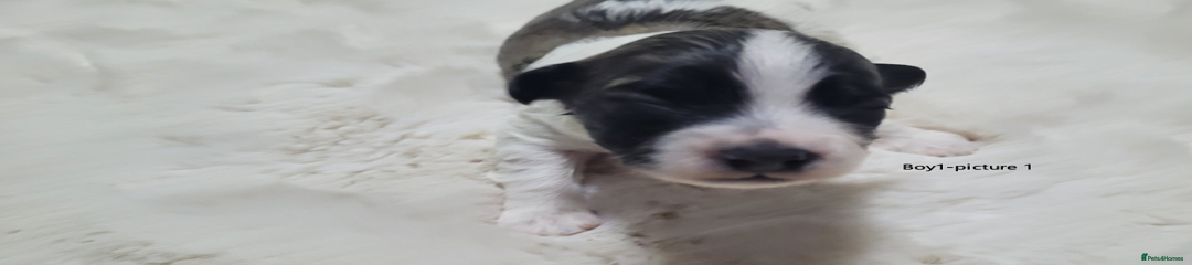 Mixed Breed Puppy 1