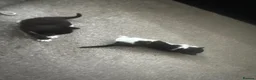 British Longhair cats for sale: 3 British Longhair Tuxedo Kittens Black and White - Advert 6