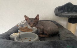 Sphynx cats for sale: Beautiful sphynx kittens - Image 7