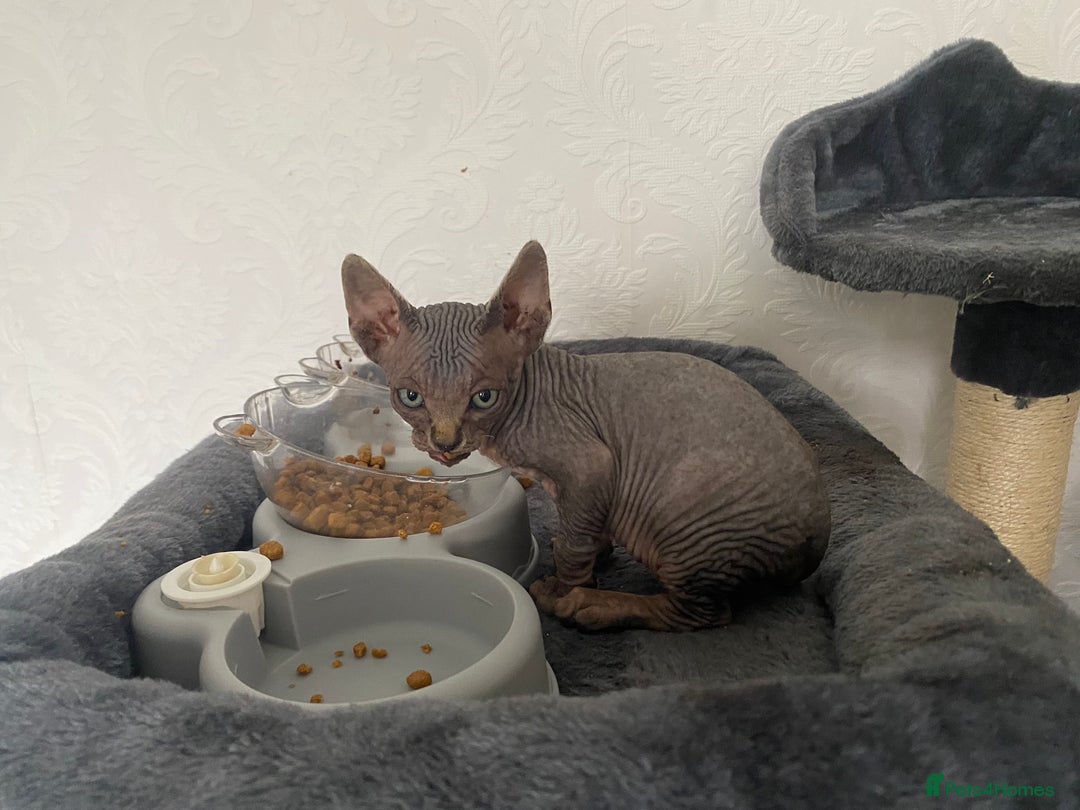 Sphynx cats for sale: Beautiful sphynx kittens - Image 7