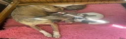 Whippet dogs for sale: Beautiful Pedigree Whippet Puppies.  in Boston - Advert 10
