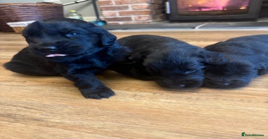 Flat coated Retriever dogs Stunning Flat-coated retriever puppies - Advert 4