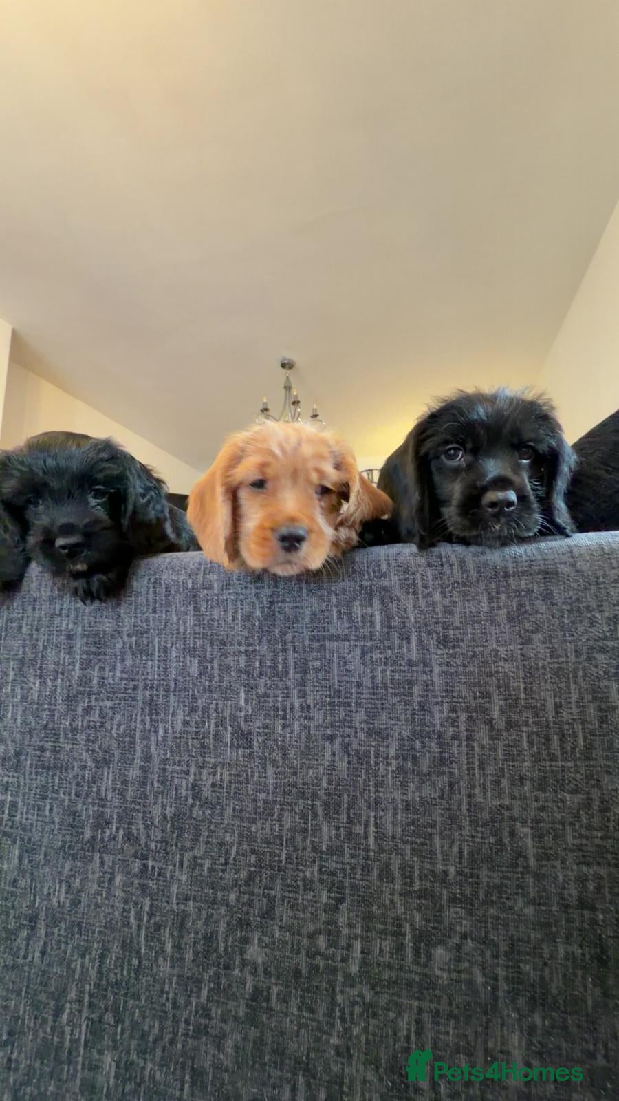 Mixed Breed dogs 3 beautiful boys available!  - Advert 14