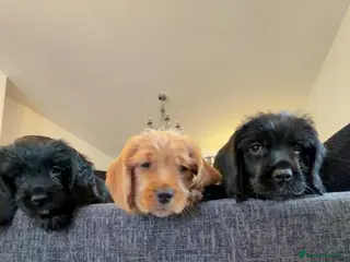 Mixed Breed dogs 3 beautiful boys available! - Advert 14