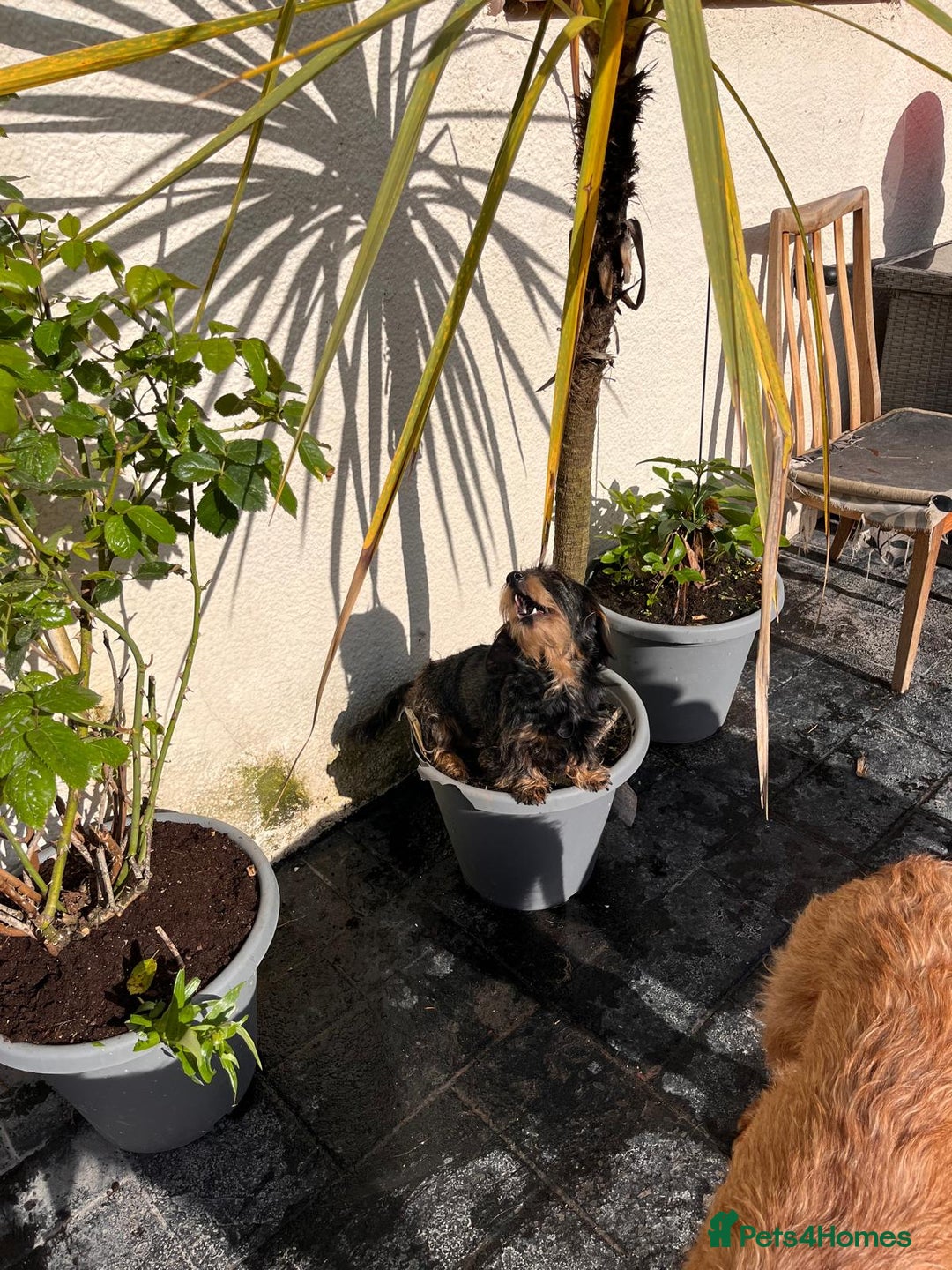 Miniature Dachshund dogs for sale: Pebbles Wirehair Miniature Dachshund  - Image 6
