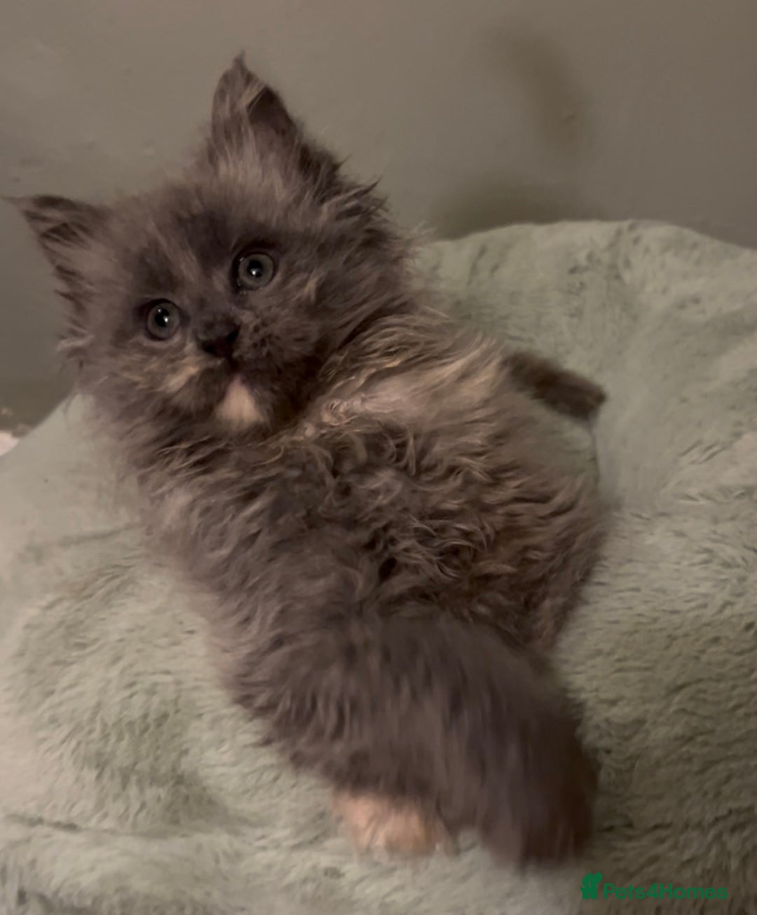 Maine Coon cats for sale: Maine Coon girl READY NOW - Advert 5