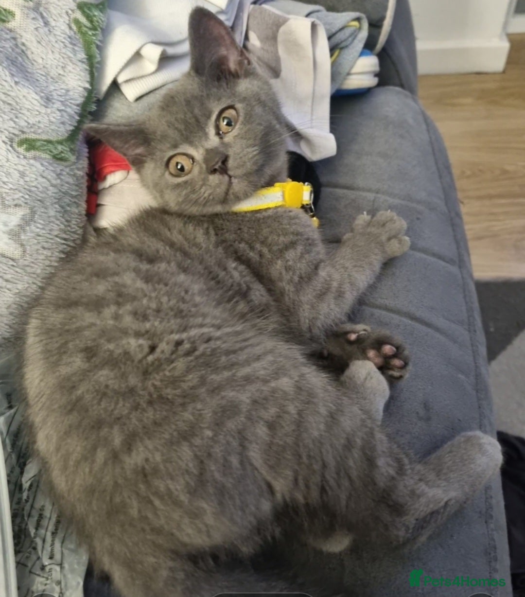 British Shorthair cats *PRICE REDUCED* ONLY 2 BOYS  LEFT COLOURPOINT BSH - Advert 2