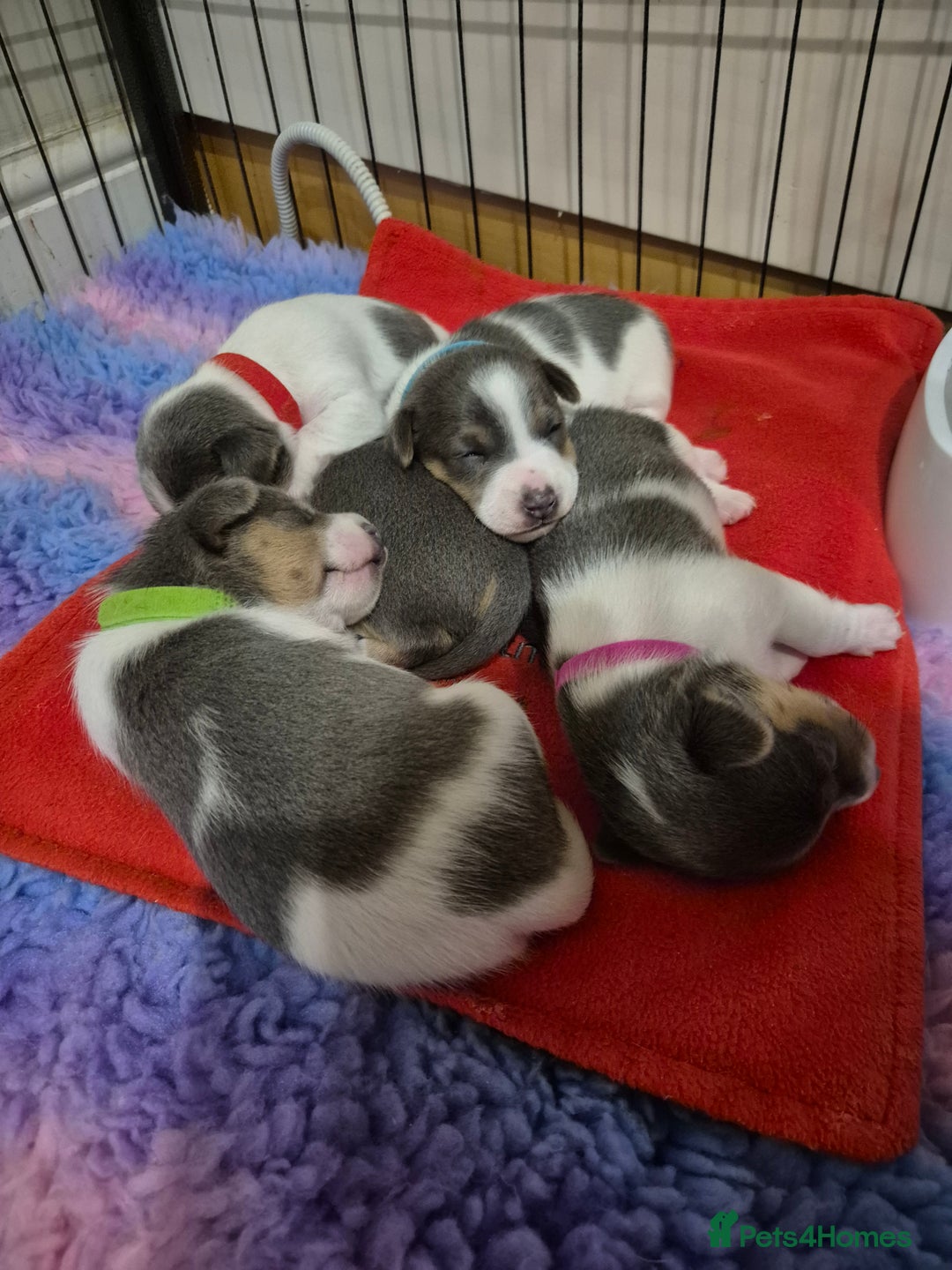Jack Russell dogs for sale: Beautiful Blue tri miniature jack russells  - Image 10