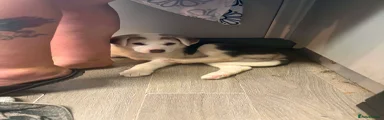 Huskita 2