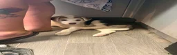 Huskita dogs for sale: Huskita  Puppies - Advert 3
