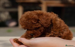 Maltipoo dogs for sale: Beautiful tiny size Maltipoo Puppies Available!  - Image 5