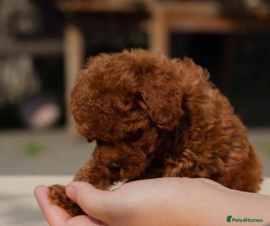 Maltipoo dogs for sale: Beautiful tiny size Maltipoo Puppies Available!  - Image 5