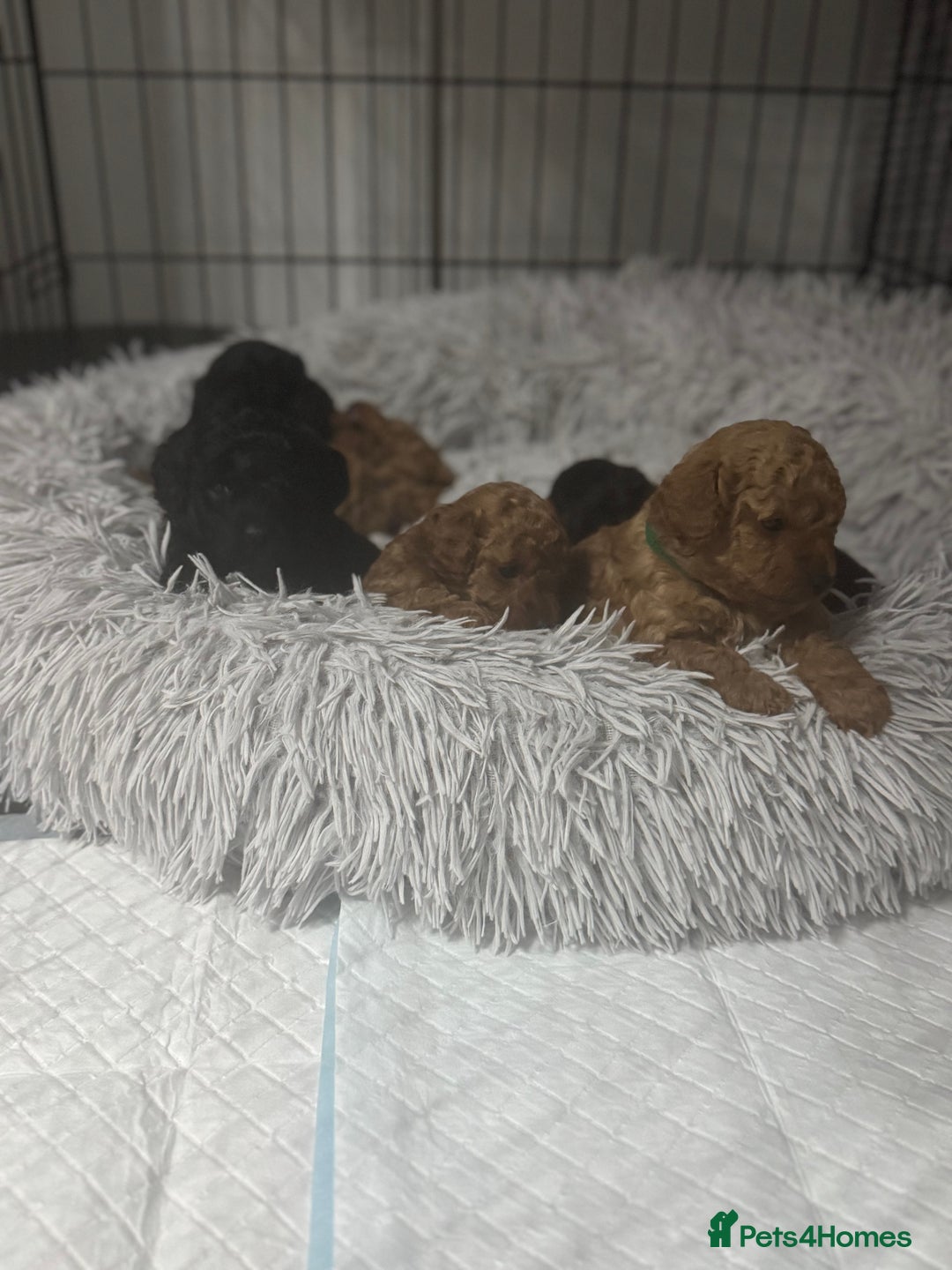 Toy Poodle dogs for sale: Toy poodle  - Advert 7